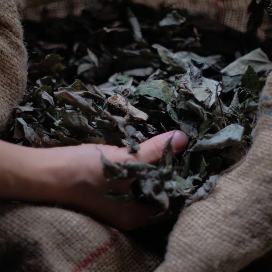 芳香蒸留水(ハイドロゾル) クロモジ 100ml