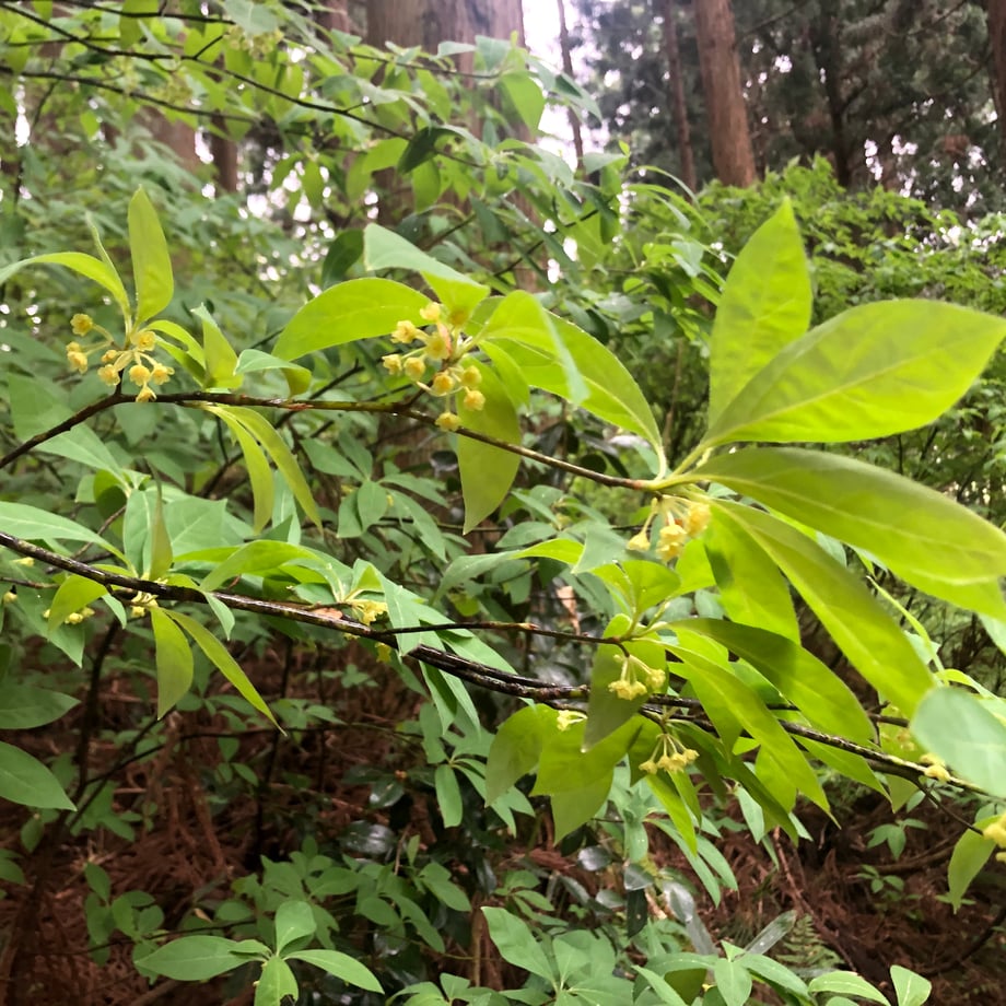 クロモジ(枝・葉)1㎏