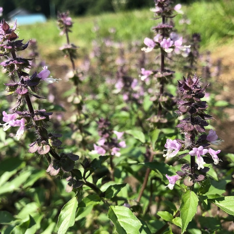 芳香蒸留水(ハイドロゾル)ホーリーバジル
