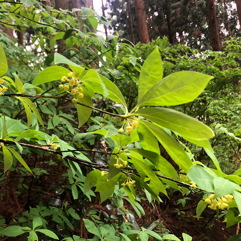 芳香蒸留水(ハイドロゾル)クロモジ