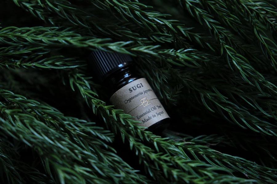 【サステナビリティ】スギ：広く遠くまで見通す“目”で、正解を探り続ける。“財宝”が秘める香りと可能性