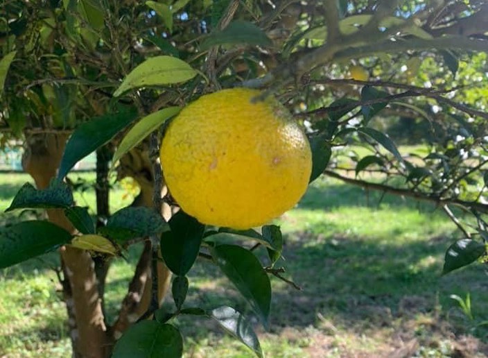 【SDGs】木づかい運動推進プロジェクト/ゆず農家さん訪問・アロマ蒸留体験