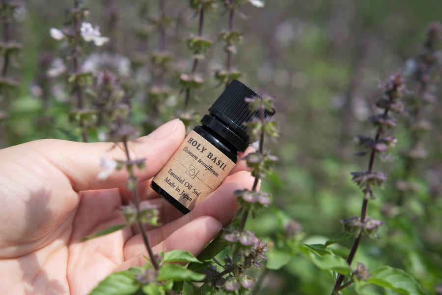 【サスティナビリティ】ホーリーバジル：耕作放棄地から生まれた“聖なる”香り