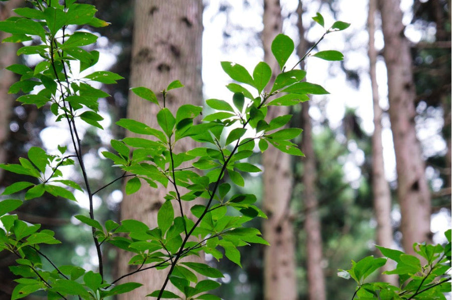 【お知らせ】年末年始 営業のお知らせ