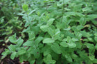 applemint001