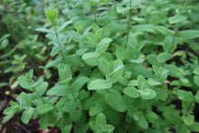 applemint001