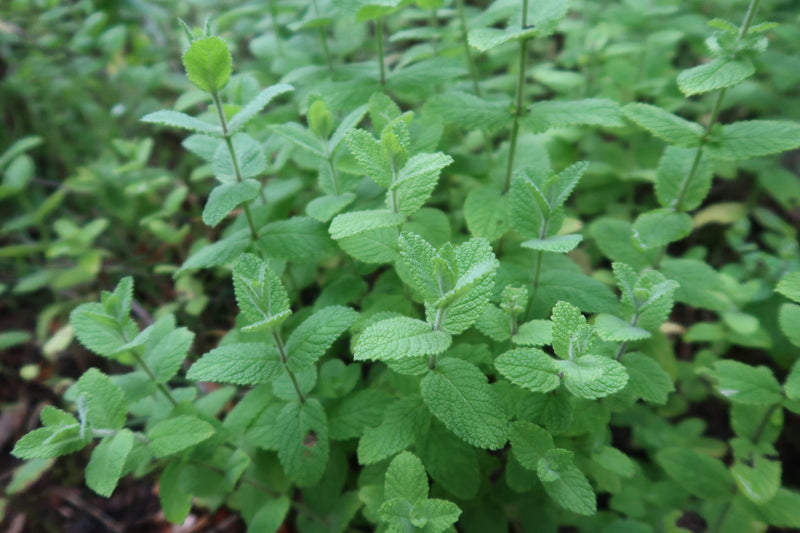 applemint001