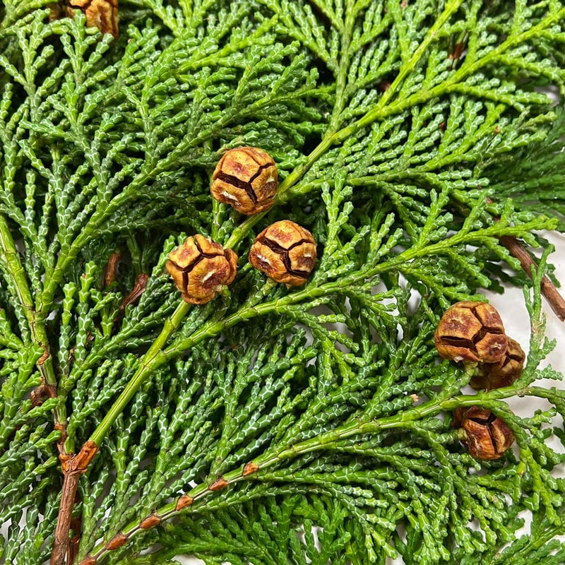 芳香蒸留水（ハイドロゾル）ヒノキ