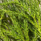 Aromatic distilled water (hydrosol) Cedar 100ml