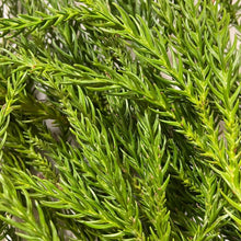 Aromatic distilled water (hydrosol) Cedar 100ml