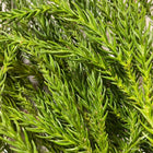 Cedar Essential Oil