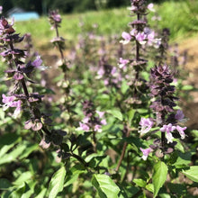 Aromatic distilled water (hydrosol) Holy basil