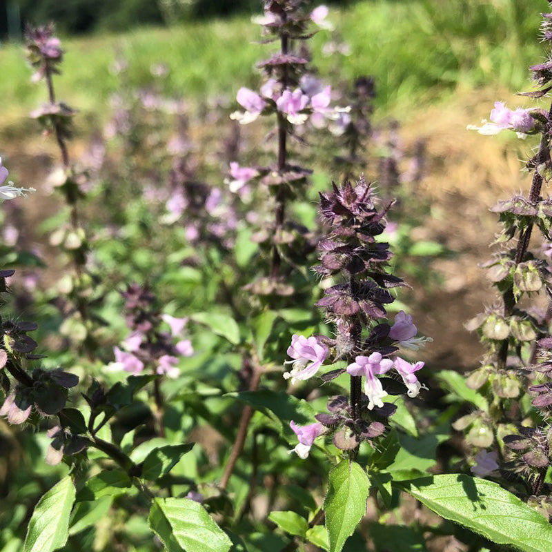 Essential Oil Holy Basil