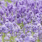 Aromatic distilled water (hydrosol) lavender